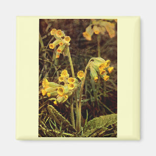 Íman Flor selvagem: Cowslip