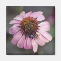 Flor silvestre - Abrótea-púrpura/Echinacea