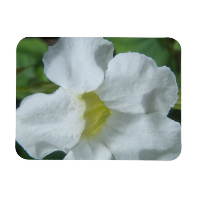 Íman Flor tropical branca encontrada em Fiji (Horizontal)