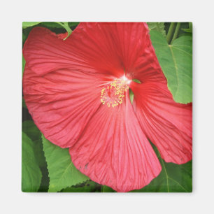Íman Flor Tropical de Hibiscus Rosa