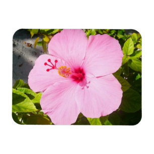 Íman Flor Tropical de Hibiscus Rosa