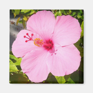 Íman Flor Tropical de Hibiscus Rosa