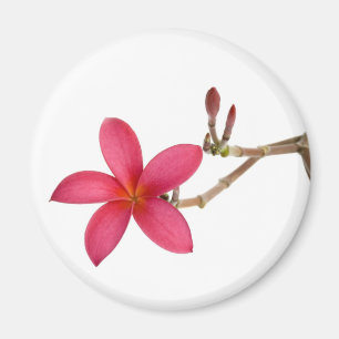 Íman Flor vermelha do Frangipani