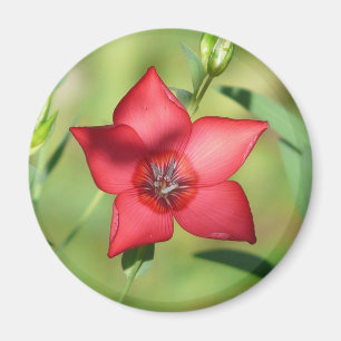 Íman Flor Vermelha Estrela Folhagem Verde
