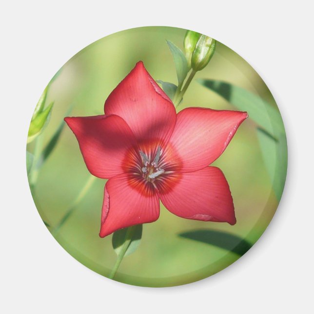 Íman Flor Vermelha Estrela Folhagem Verde (Frente)
