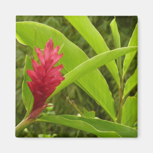 Íman Flor Vermelho Ginger (Alpinia)