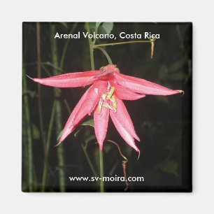 Íman Flor, vulcão de Arenal, Costa Rica