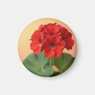Íman Floração Floral de Gerânio Vermelho Vibrante