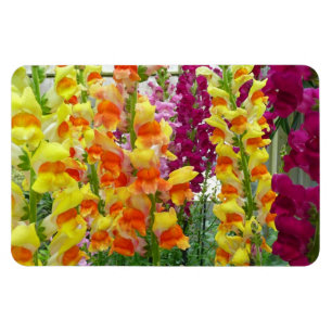 Íman Floral Colorida de Snapdragons