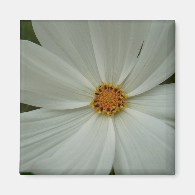 Íman Floral de Flor Selvagem de Verão do Cosmos Branco (Frente)