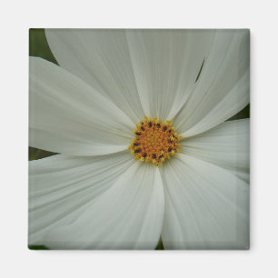 Íman Floral de flor silvestre de verão do Cosmos Branc