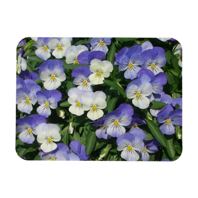 Íman Floral de Jardim de Pânico Roxo (Horizontal)