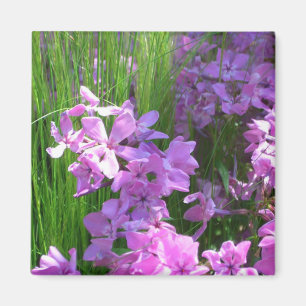 Íman Floral de Verão de Flox e Grama Rosa