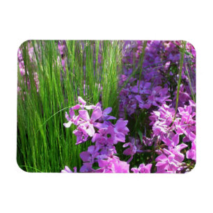 Íman Floral de Verão e Flox Rosa