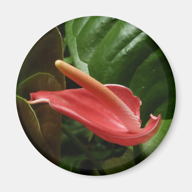 Íman Floral rosa Calla Lily Elegante (Frente)