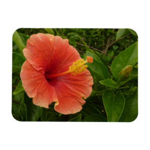 Íman Floral Tropical de Flor de Hibiscus Laranja