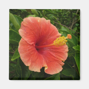 Íman Floral Tropical de Flor de Hibiscus Laranja