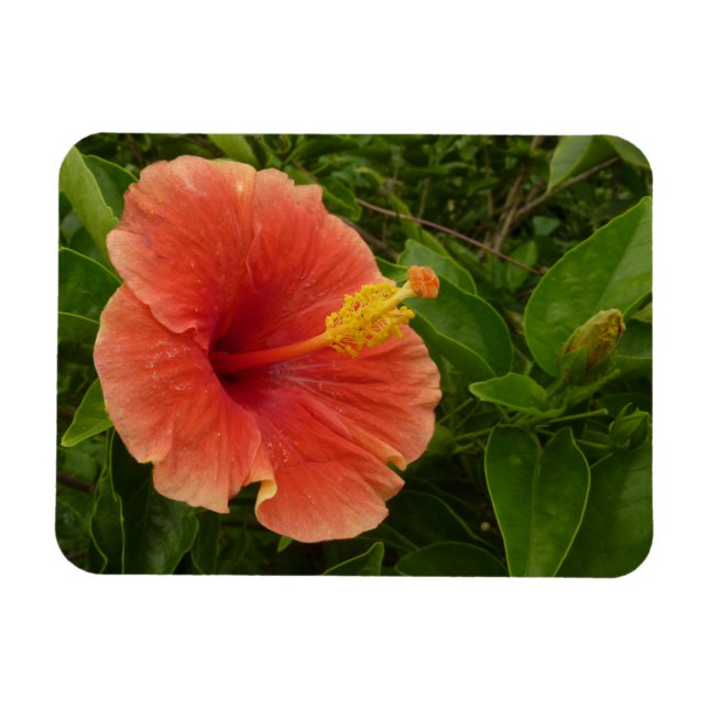 Íman Floral Tropical de Laranja Hibiscus (Horizontal)