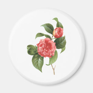 Íman Floral Vintage, Flores de Camélia Rosa por Redoute