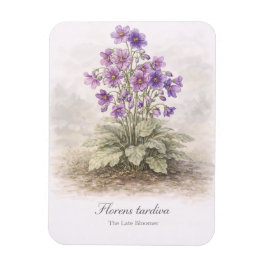 Íman Florens tardiva A Flor Tardia Botânica