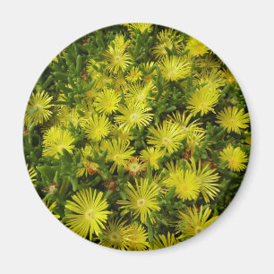 Íman Flores Amarelas da Planta de Gelo do Ouro