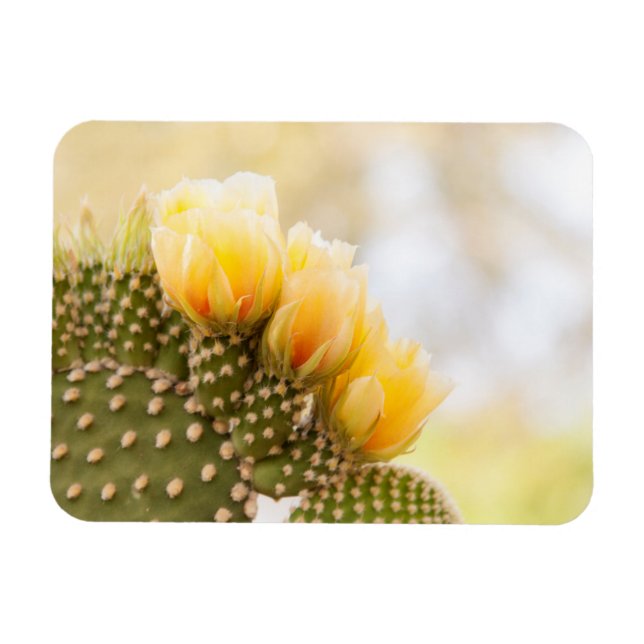 Íman Flores amarelas de cacto à medida que florescem na (Horizontal)