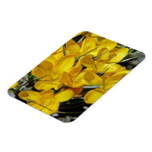 Íman Flores Amarelas de Crócus
