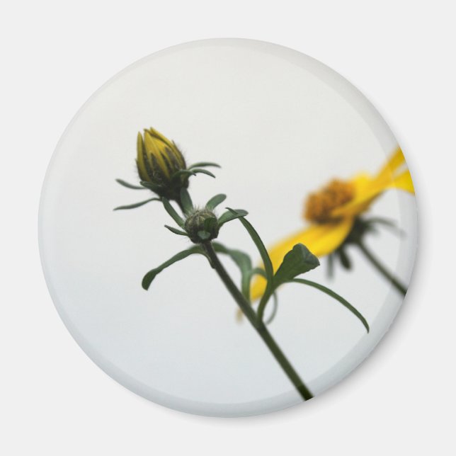 Íman Flores Amarelas Simples, Magnetos redondos (Frente)