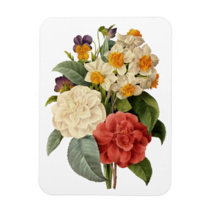 Íman Flores Antigas, Camélias e Narcisos, Redoute