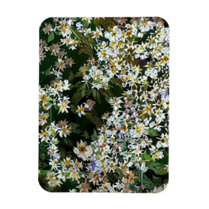 ÍMAN FLÔRES ASTER