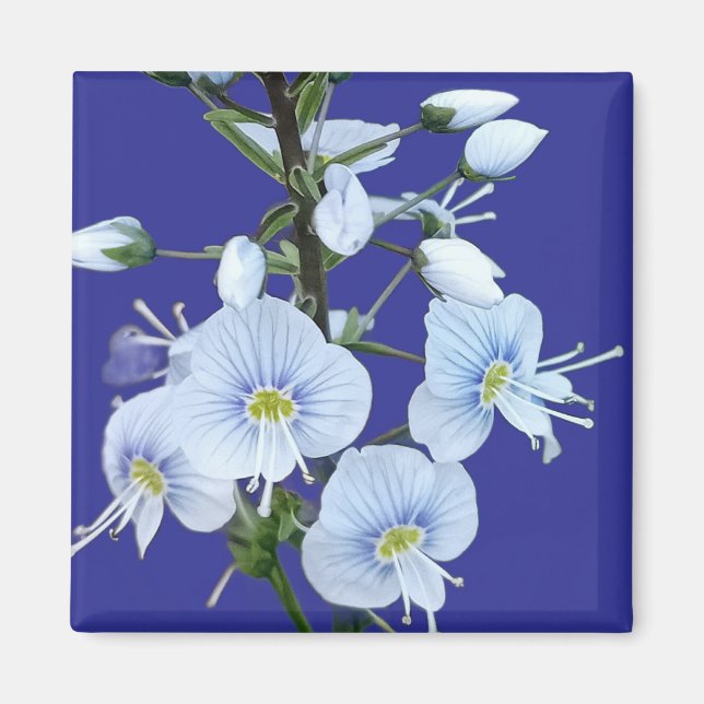 Íman Flores azuis  (Frente)