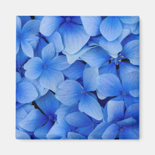 Íman Flores azuis do Hydrangea