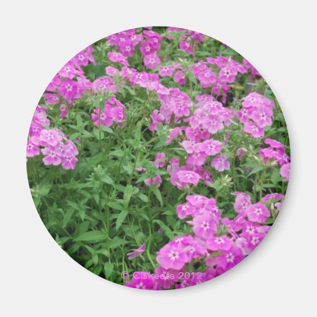 Íman Flores bonito Rosa (Frente)