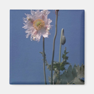 Íman flores brancas da papoila de ópio (Papaver -