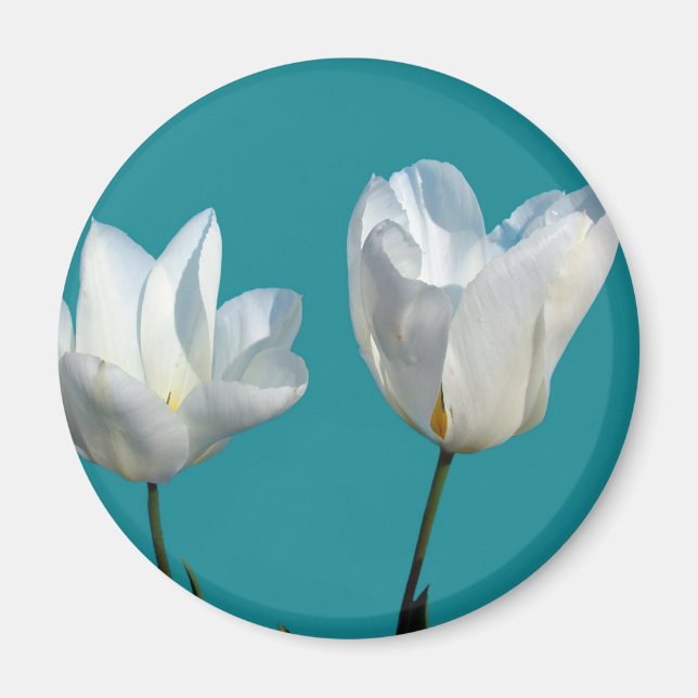 Íman flores brancas de tulipa em fundo azul-aqua (Frente)