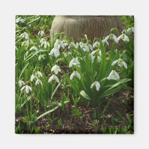 Íman Flores brancas do primavera de Snowdrops II