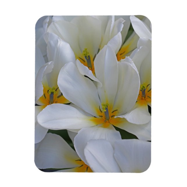 Íman Flores brancas e amarelas fecham (Vertical)
