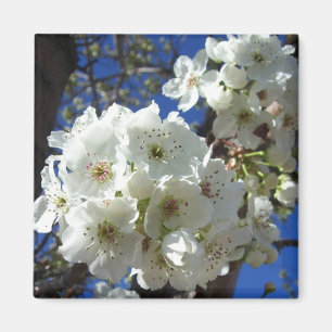 Íman Flores brancas I Árvore de pera Ornamental