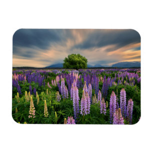 Íman Flores   Campo de linha na Nova Zelândia