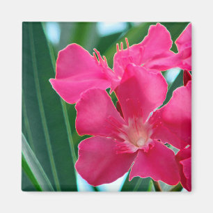 Íman Flores cor-de-rosa