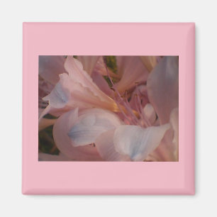 Íman Flores cor-de-rosa