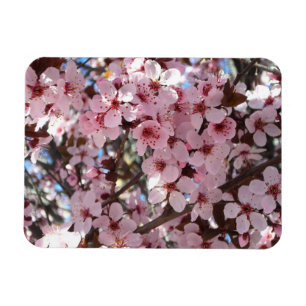Íman Flores cor-de-rosa na árvore de florescência