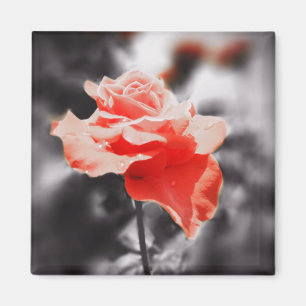 Íman Flores cor-de-rosa românticas #3