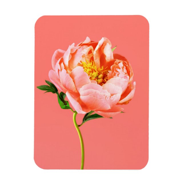 Íman Flores | Coral Peony Blossom (Vertical)
