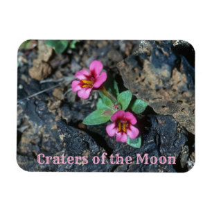 Íman Flores crescendo em Lava Rock, Crateras da Lua