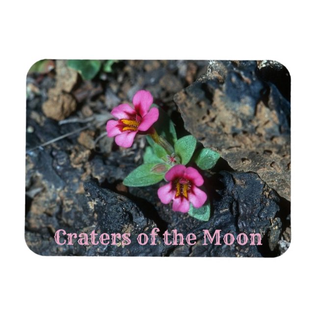 Íman Flores crescendo em Lava Rock, Crateras da Lua (Horizontal)