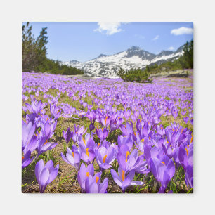 Íman Flores   Crocus Pirin Mountain Park Bulgária