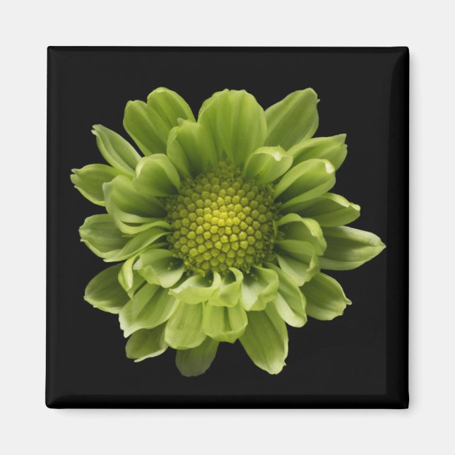 Íman Flores | Crolisântemo Verde (Frente)