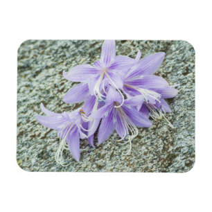 Íman Flores da lavanda na floração do cheio
