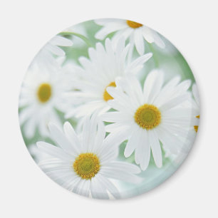 Íman Flores da margarida